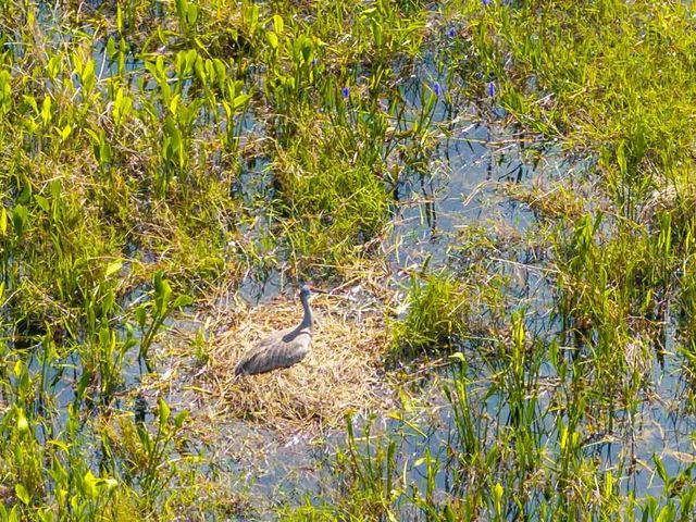 8306 BLUEVINE SKY DRIVE, Land O Lakes, FL 34637