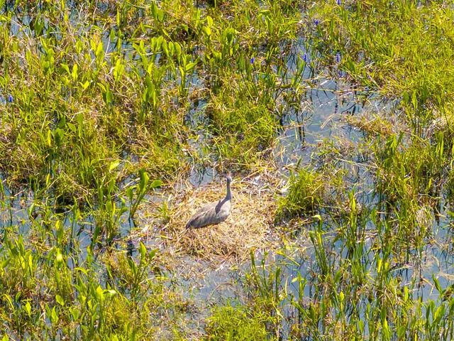 8306 BLUEVINE SKY DRIVE, Land O Lakes, FL 34637