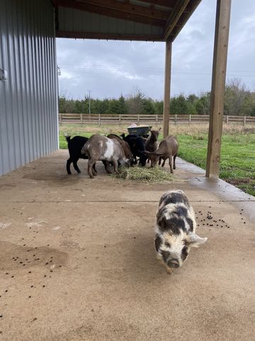 3834 Holly Grove Rd, Lascassas, TN 37085