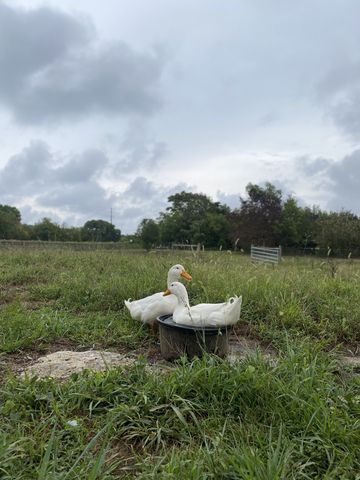 3834 Holly Grove Rd, Lascassas, TN 37085