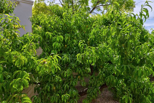 11240 Country Club NE, Albuquerque, NM 87111