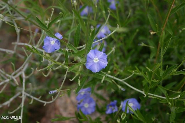 009N One More Road -, Hereford, AZ 85615