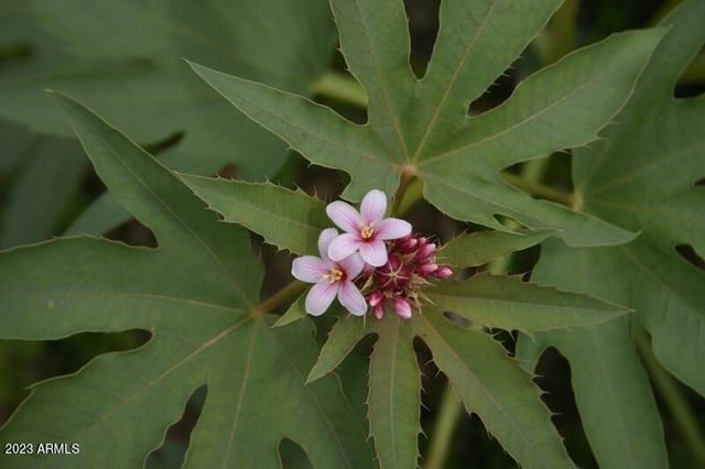 009N One More Road -, Hereford, AZ 85615