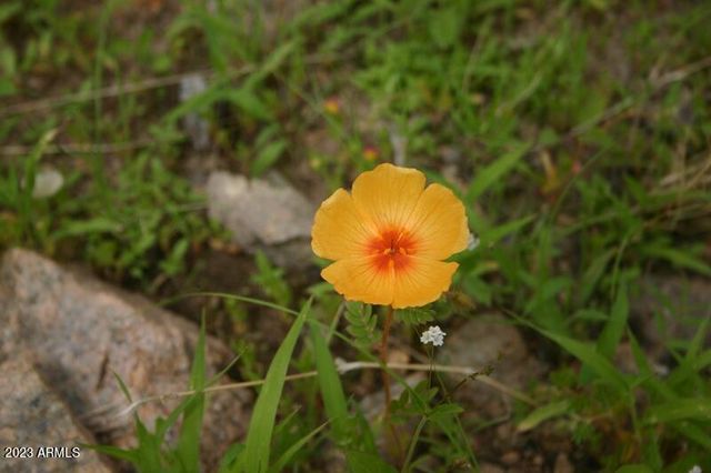 009N One More Road -, Hereford, AZ 85615