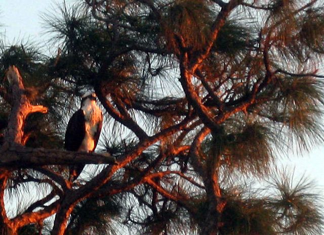 5248 SW Anhinga Avenue, Palm City, FL 34990