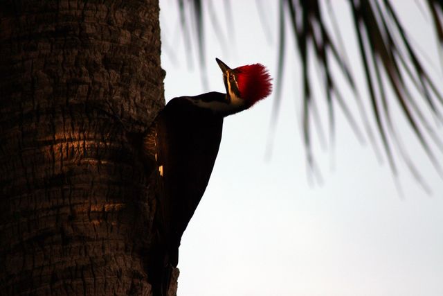 5248 SW Anhinga Avenue, Palm City, FL 34990