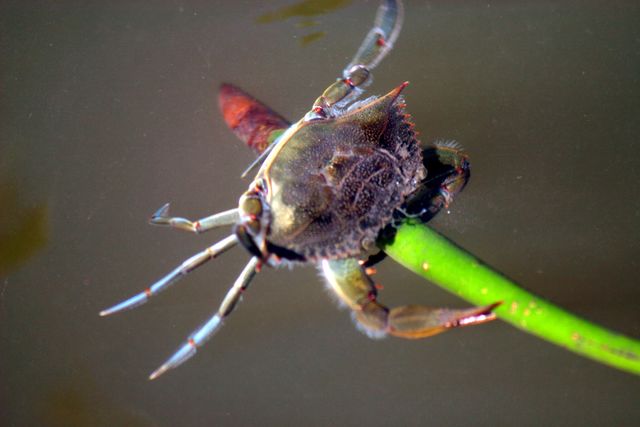 5248 SW Anhinga Avenue, Palm City, FL 34990