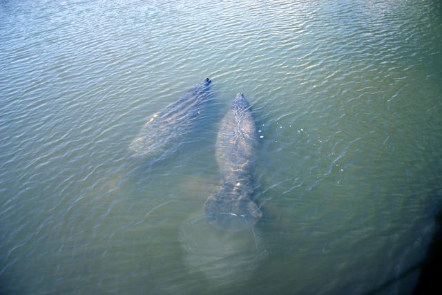 5248 SW Anhinga Avenue, Palm City, FL 34990