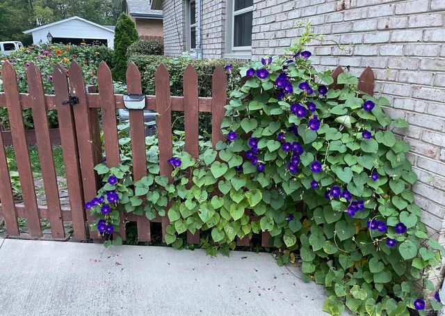 1335 Spencer Place, Adrian, MI 49221