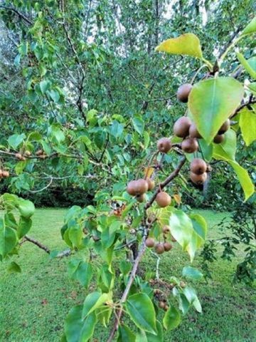 12610 NW Virginia G. Weaver Street, Bristol, FL 32321