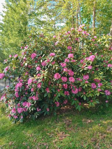 129 Douglas Hollow, Olive Hill, KY 41164