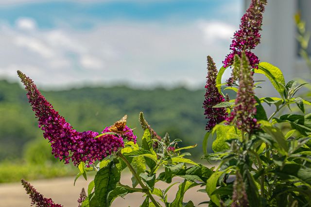 444 Rural Route 3 O-527, Ava, MO 65608