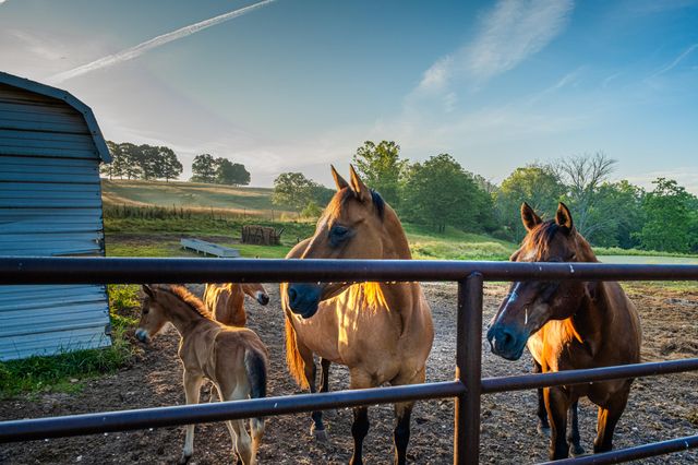 444 Rural Route 3 O-527, Ava, MO 65608