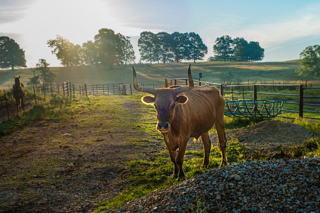 444 Rural Route 3 O-527, Ava, MO 65608