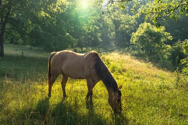 444 Rural Route 3 O-527, Ava, MO 65608