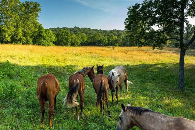 444 Rural Route 3 O-527, Ava, MO 65608