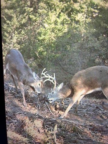 16996 E 524 Road, Stockton, MO 65785