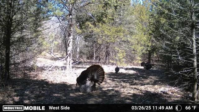 16996 E 524 Road, Stockton, MO 65785