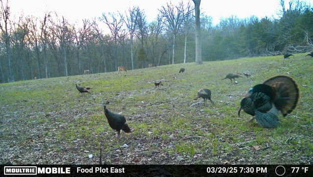 16996 E 524 Road, Stockton, MO 65785