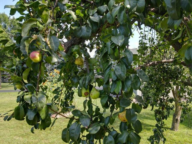 30751 Wallmark Lake Drive, Chisago City, MN 55013