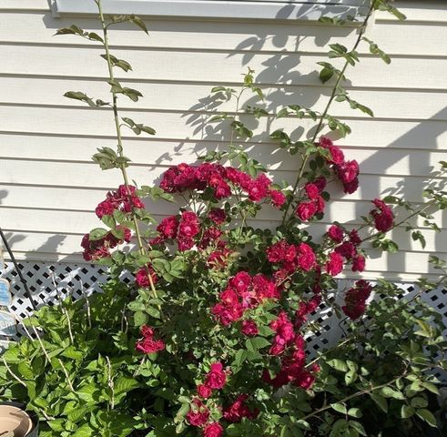 24 Perley Ave, Peabody, MA 01960