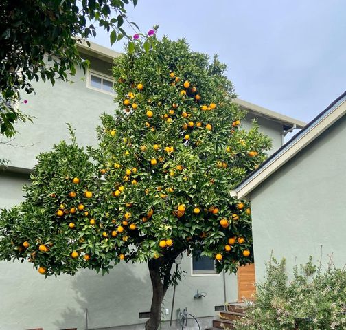 1486 Burrell Court, San Jose, CA 95126