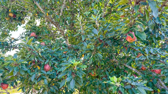 5545 Highway Bb, Hartville, MO 65667