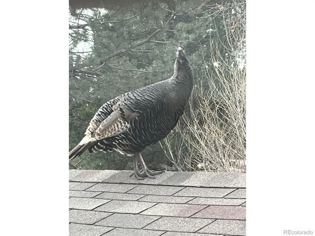 1605 Sunnyside Drive, Loveland, CO 80538