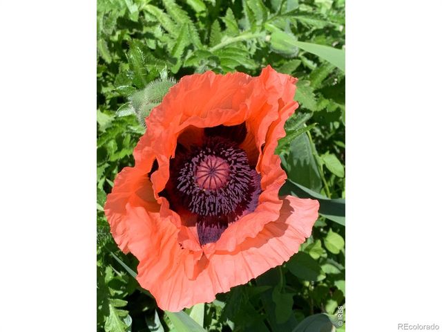 1605 Sunnyside Drive, Loveland, CO 80538