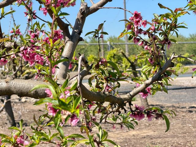 7484 Dusty Ln, Modesto, CA 95357