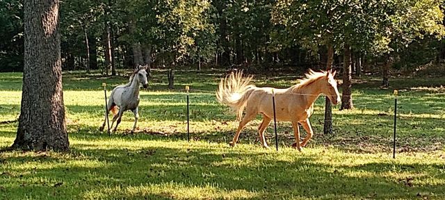 3088 Mo Ark, Cedarcreek, MO 65627