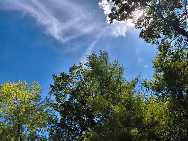 3088 Mo Ark, Cedarcreek, MO 65627