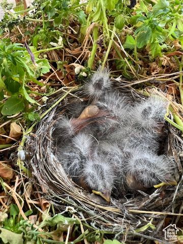 451 E 6000 N, Kenilworth, UT 84529