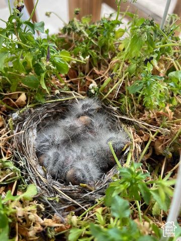 451 E 6000 N, Kenilworth, UT 84529