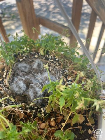 451 E 6000 N, Kenilworth, UT 84529