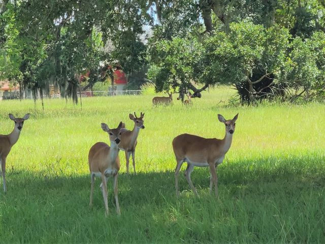 400 Pony Trail, Angleton, TX 77515