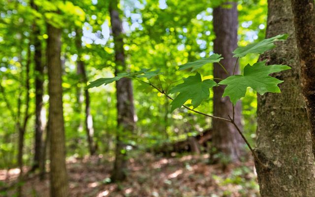 Lot 3 Franklin Drive, Chattanooga, TN 37421