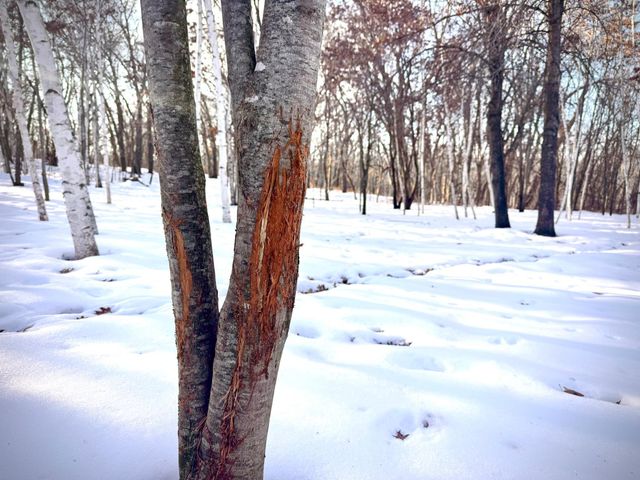 5235 313th Avenue NW, Cambridge, MN 55008