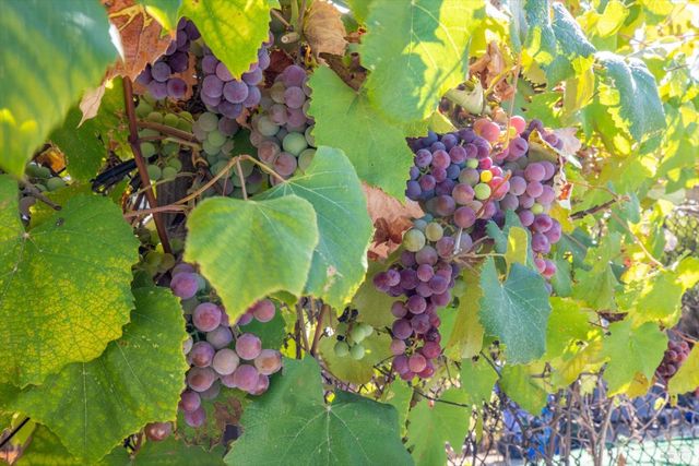 6774 Yount St, Yountville, CA 94599