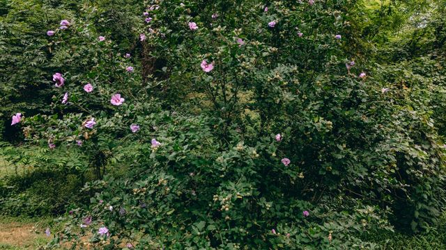 27225 Virgil H Goode Hwy, Boones Mill, VA 24065