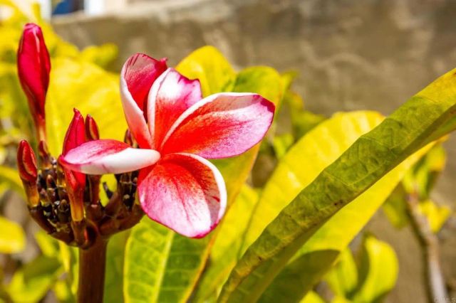 631 Concerto Glen, Escondido, CA 92025