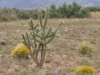 VL WILLOW SPRINGS RANCH Lot 2-6, San Antonio, NM 87832