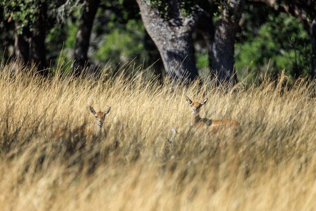 Lot 20 Mayers Ridge Dr, Kerrville, TX 78028
