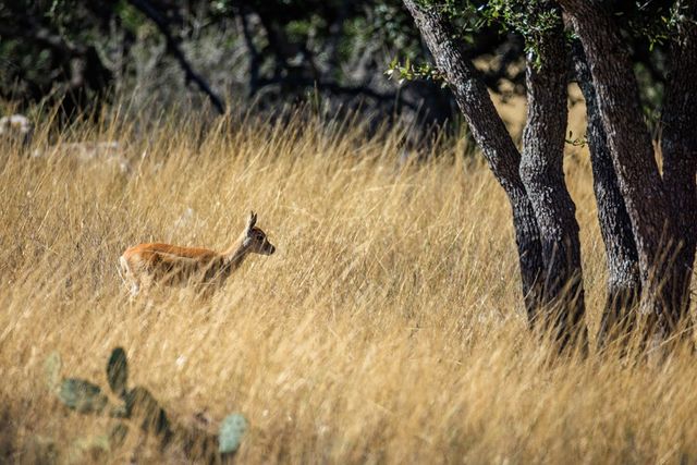 Lot 20 Mayers Ridge Dr, Kerrville, TX 78028