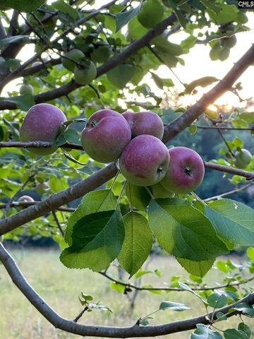 637 Belfast Road, Newberry, SC 29108