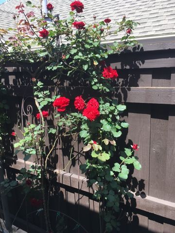 672 Channel Ridge Drive, Rockwall, TX 75087