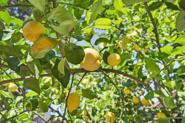 3423 Cook St, Rocklin, CA 95765