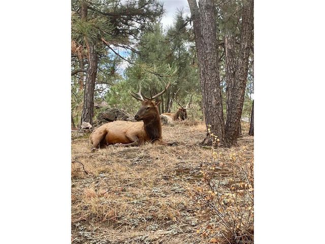 30188 Carriage Loop Dr, Evergreen, CO 80439