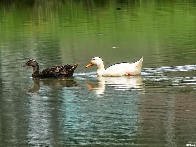 2517 Cherrybark Lane, Flora, IL 62839