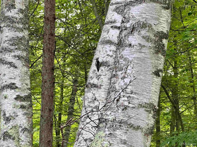 57487 Lakeshore Drive, Calumet, MI 49913